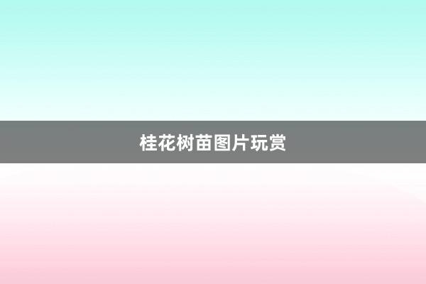 桂花树苗图片玩赏