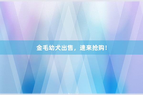 金毛幼犬出售，速来抢购！